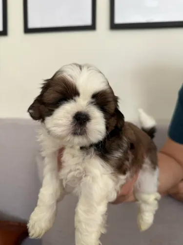 SHIH TZU FÊMEA 