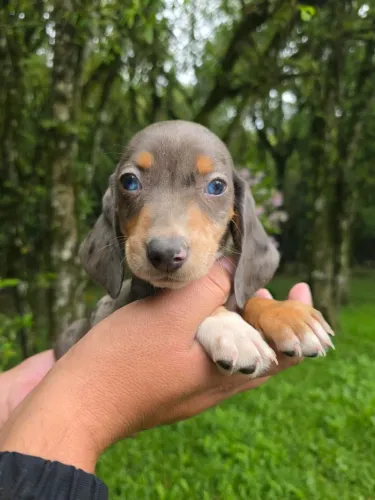 Basset Dachshund filhotes