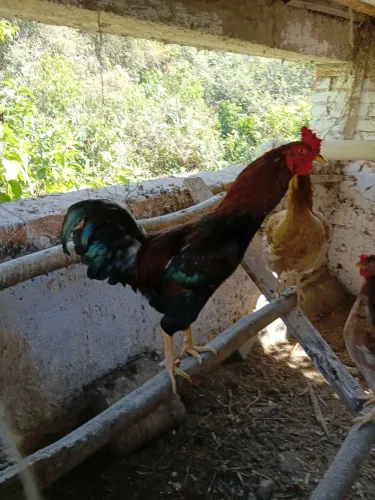 Frango caipira 