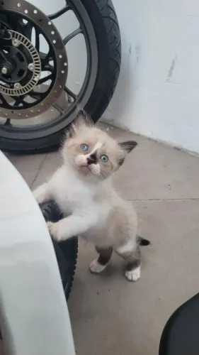 Gatinho macho