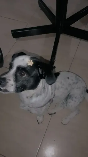 Cachorro Shitzu 