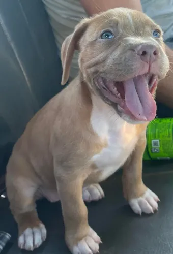 Filhote de Pitbull 