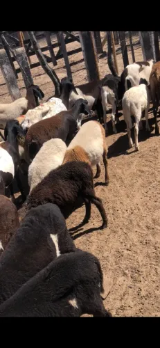 Borregos e cabras
