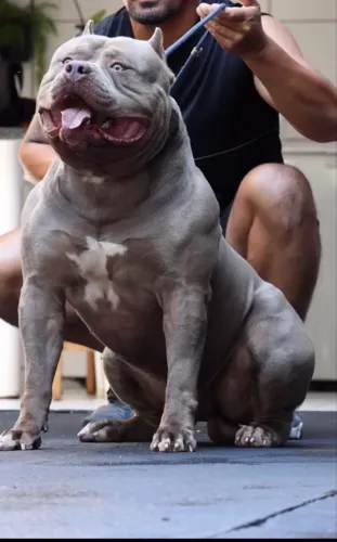 Filhote de PITMONSTER