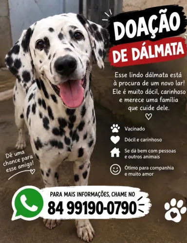 DOAÇÃO CACHOREO DE DÁLMATA, ENTRE EM CONTATO COM O NÚMERO DA IMAGEM