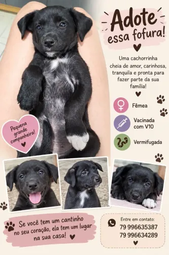 Adoção Responsável