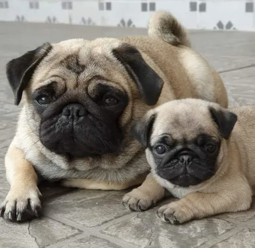 Pug machos filhotes