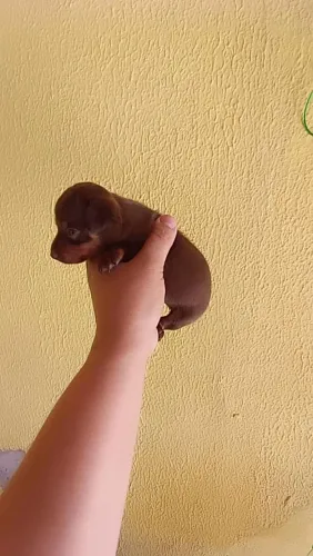 Pinscher zerinho chocolate ( Macho)