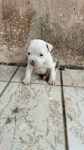 American Bully no precinho?