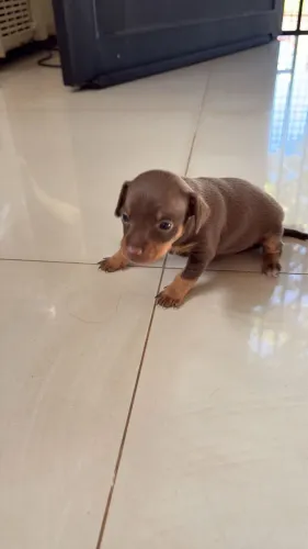 Filhote de Pinscher Nº 0 Chocolate - Reserve Já!