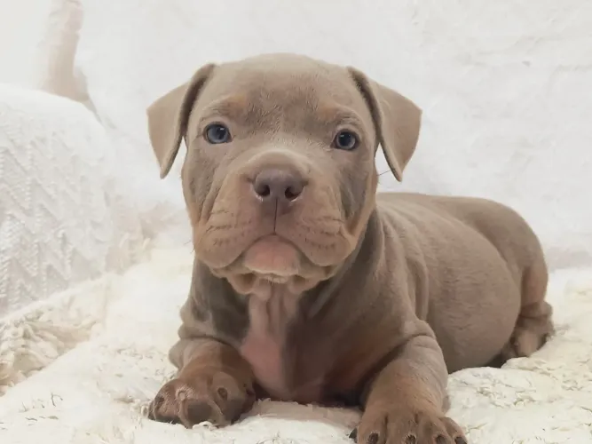 Américan Bully pockt (macho) cor sable