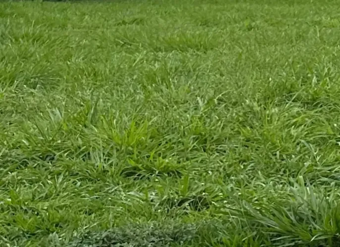 Terreno em Condomínio à venda no Condomínio Borda da Mata,1006m², Jardim Olhos D`Água zona
