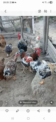 Galinha gsb balão