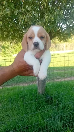 beagle rescem nascido