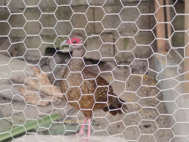 AVES EXOTICAS