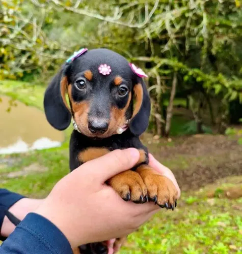 Filhotes Dachshund Salsicha