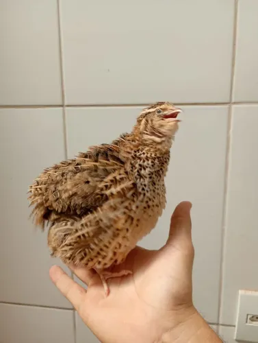 Ovos de codorna gigante galados ( Anápolis Go)