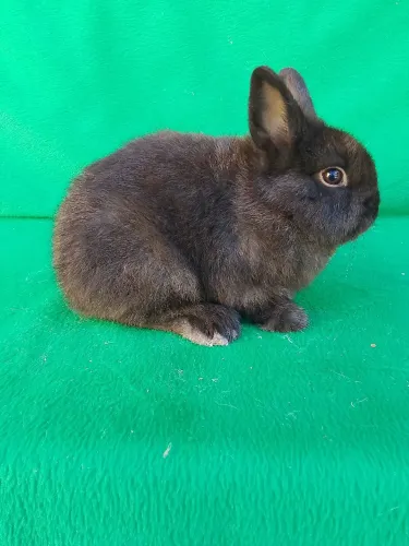Coelho anão Netherland Dwarf