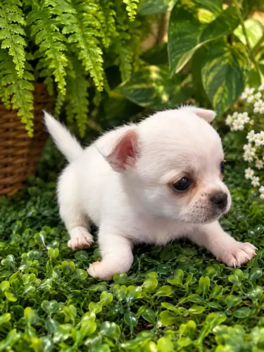 Uma raça que vem despertando a curiosidade de muita gente!Chihuahua macho pêlo curto micro