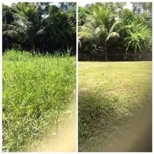 Jardinagem em Geral, limpeza de terrenos