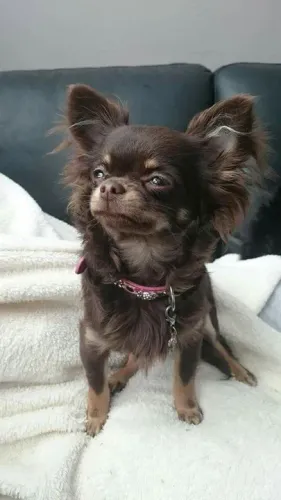 Chihuahua seu lindo bb de quatro patas