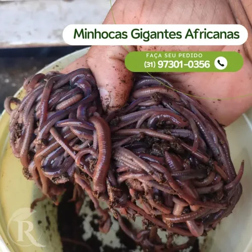 Minhocas Gigante Africana ideal para pesca R$70,00 - 100 unidades 