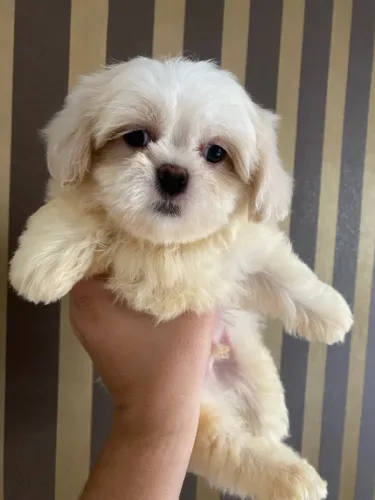 Filhote maltês - Pelúcia de 4 Patas