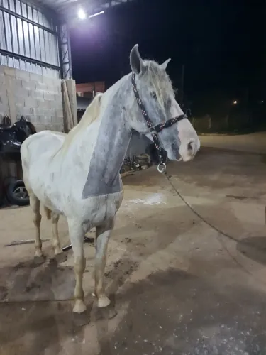 Cavalo marchador top 