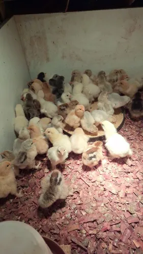 Pintinhos raça brahma