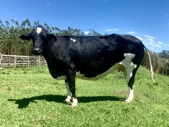 Vaca Girolanda 3/4 Holandês - Inseminada Touro Holandês P.O - 07 meses