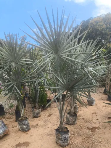 Palmeira azul