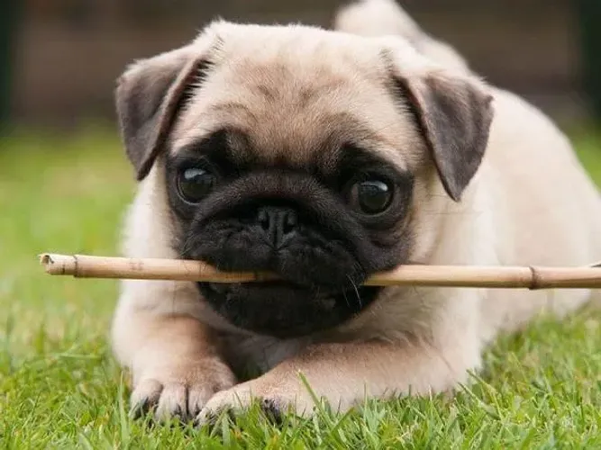 Filhote de Pug adorável