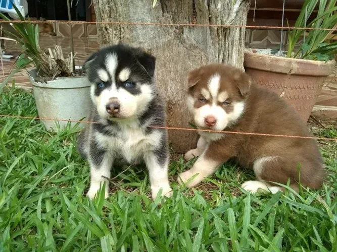 Husky Siberiano- Machinho e fêmea com 69 dias, lindas colorações-Dani