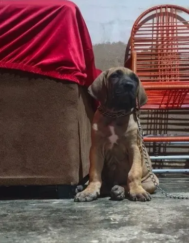 Fila brasileiro filhote 56 dias Macho