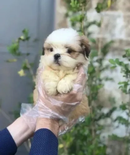 Filhote de shih tzu o filhote que faz todo mundo se apaixonar