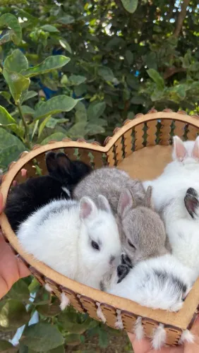 Coelho Netherland Dwarf - Padrão Show Quality 