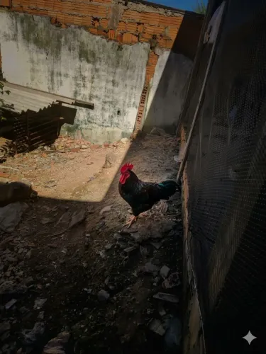 Galo Rhode Island red 