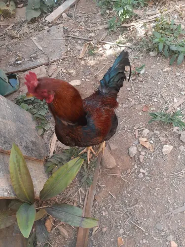 Vendo galos e galinhas índias, 50 reais cada, galos novos e galinhas botando.