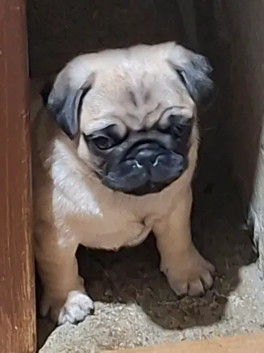 Lindos filhotes de pug machos disponíveis valor 1.500.00