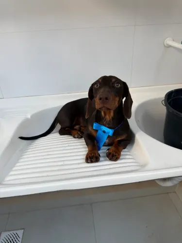 Vendo Dachshund filhote