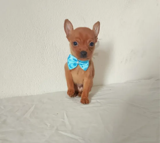Pinscher com 54 dias femeas e machos 