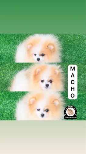 Lulu macho anão 
