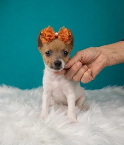 Pinscher Lindíssimo Disponível