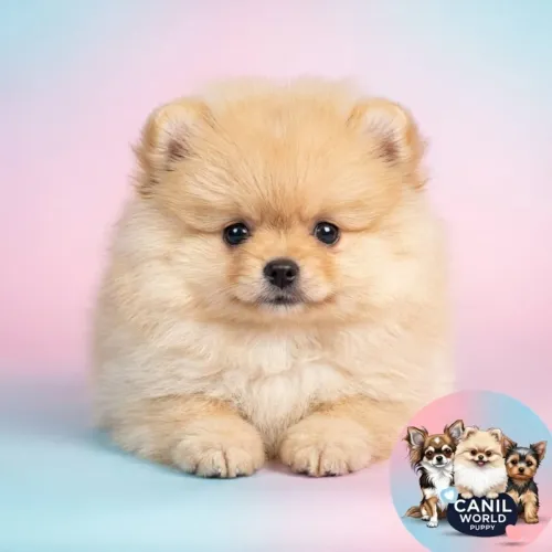 Filhotes de Lulu da Pomerania