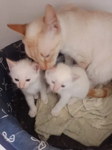 Doa se gatinho sia.es albino olhos azuis casal