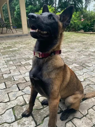 Vendo pastor belga Malinois 