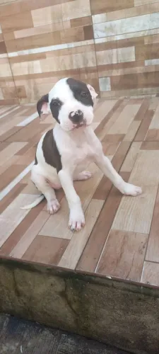 Filhote de pitbull