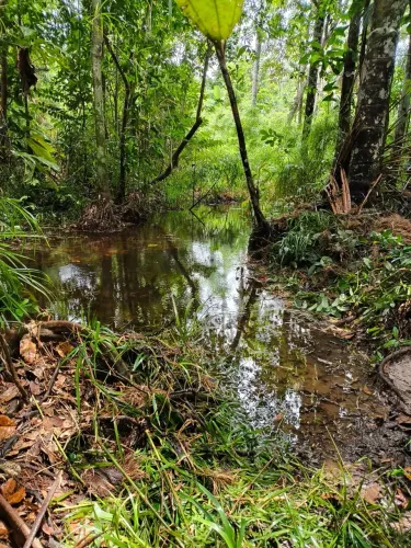 Vendo Chácara com Igarapé  medindo 50x150 na Linha 22, BR 319.