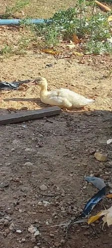 Patos
