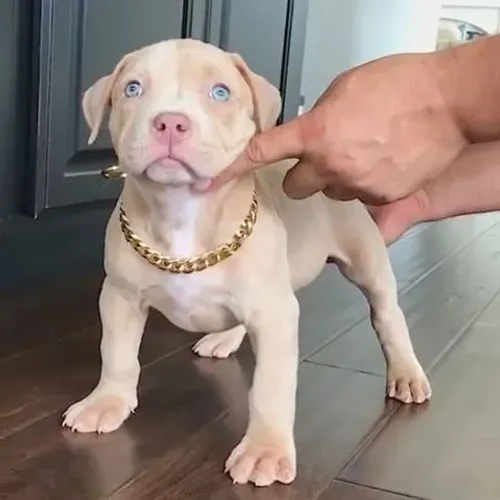 Filhotes de Pitbull legítimos, ótimo cão de guarda para sua casa !